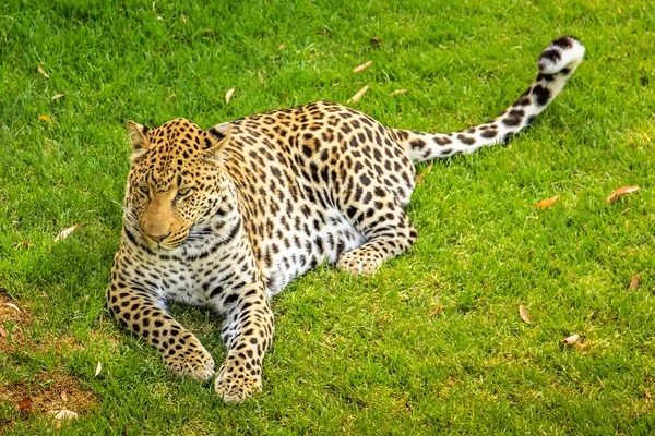 Leopardo na grama — Fotografia de Stock