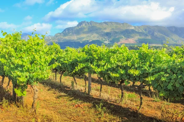 Stellenbosch wijngaarden Zuid-Afrika — Stockfoto