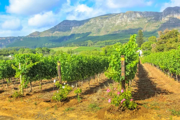 Rzędy winorośli, Republika Południowej Afryki — Zdjęcie stockowe