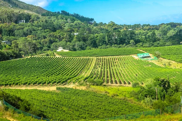 Constantia Wine Valley — Zdjęcie stockowe