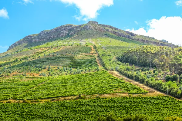 Wine growing on the hill — Stock Photo, Image