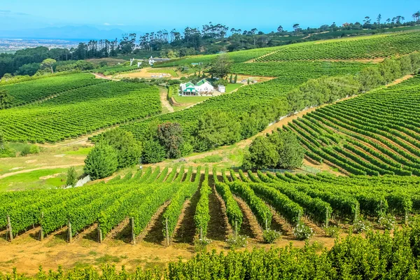 Vinhedo África do Sul — Fotografia de Stock