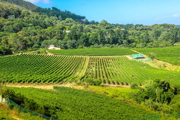 Weingut Luftaufnahme — Stockfoto