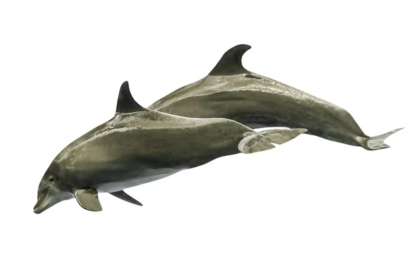 Dwa delfiny skoków — Zdjęcie stockowe