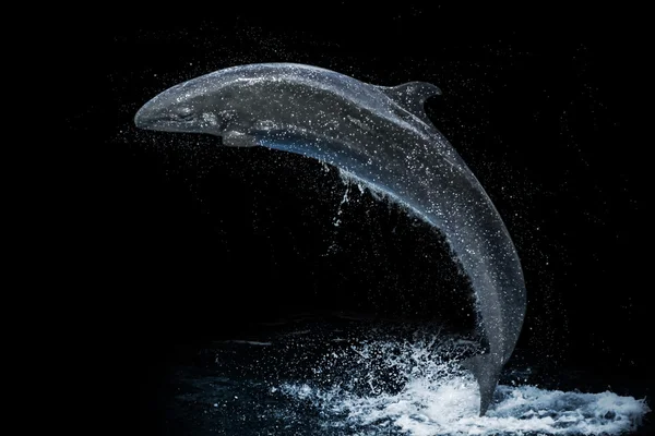 Dolphin black background — Stock Photo, Image