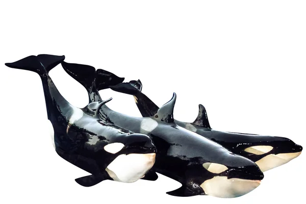Três baleias assassinas — Fotografia de Stock