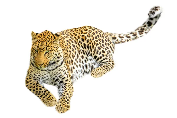 Leopardo sentado isolado — Fotografia de Stock