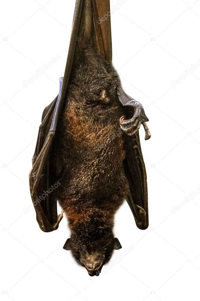 Fruit bat hanging