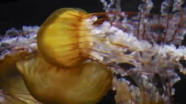 Jellyfishes in aquarium — Stock Video