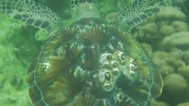 Dubai zeeschildpad — Stockvideo
