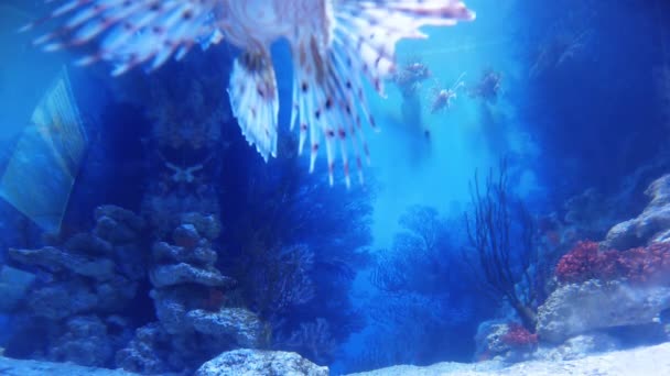 Lion fishes Dubai — Stock Video