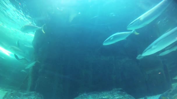 Het aquarium van Dubai — Stockvideo