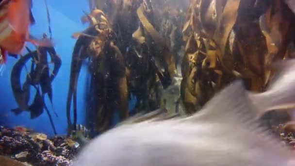 Ντουμπάι ενυδρείο ψάρια — Αρχείο Βίντεο