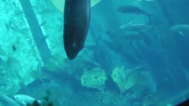 Grote aquarium mantas — Stockvideo