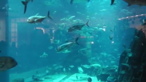 大きな水族館の魚類 — ストック動画