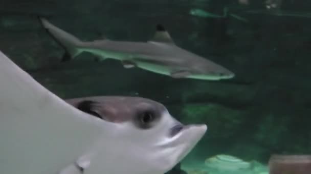 Grote manta close-up — Stockvideo