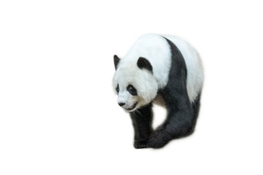 Dev Panda yürüyüş