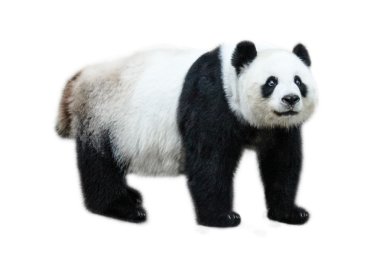 Dev Panda ayakta