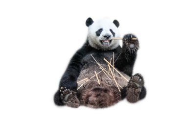 dev panda bambu yiyor.