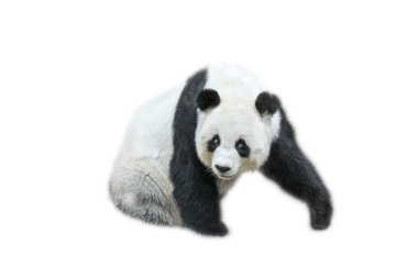dev panda
