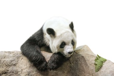 Dev Panda dinlenme