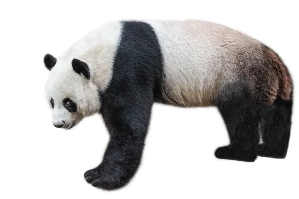 Giant Panda stojący — Zdjęcie stockowe