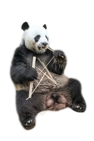 Panda gigante comiendo — Foto de Stock