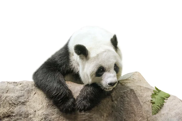 大熊猫休息 — 图库照片