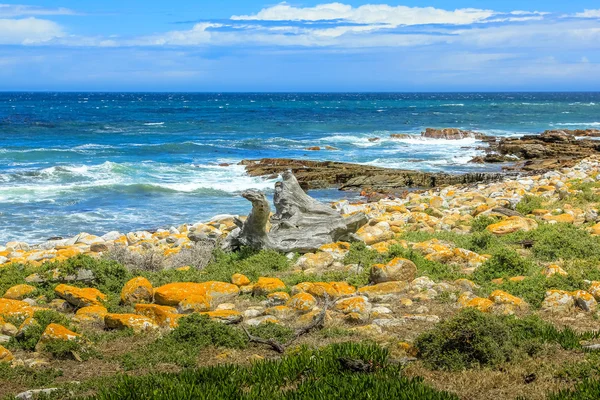 Cape of Good Hope — Stock Photo, Image