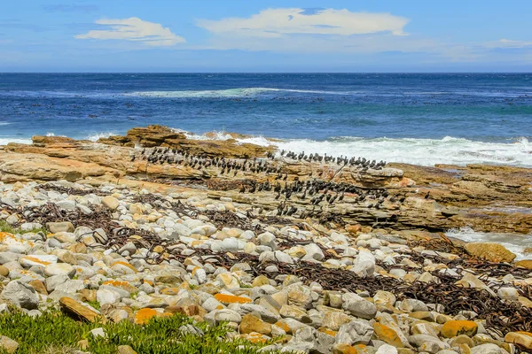 Aves marinas Sudáfrica — Foto de Stock