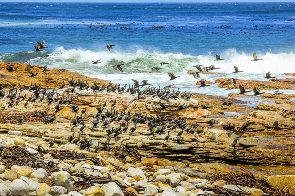 Sea bird Atlantic Coast — Zdjęcie stockowe