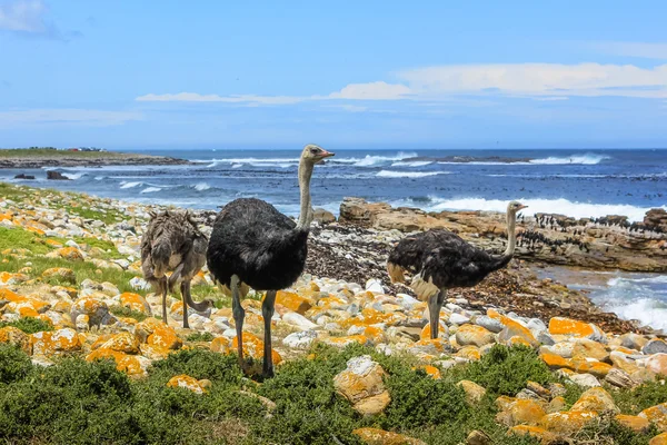 Three common ostriches