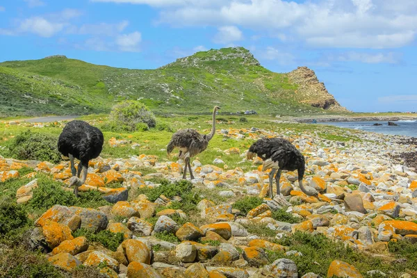 Cape of Good Hope South Africa