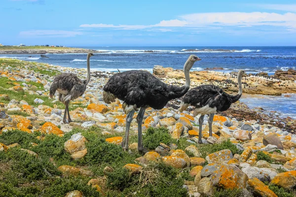 Cape of Good Hope naturalne rezerwy — Zdjęcie stockowe