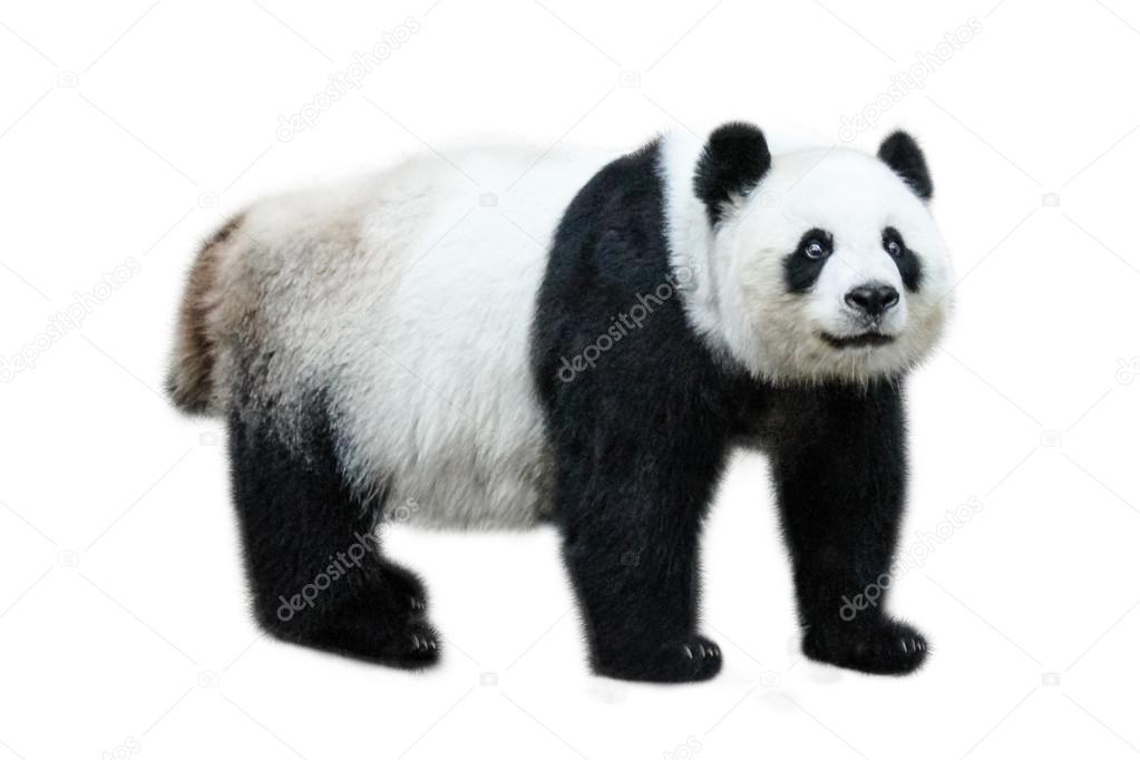 Giant Panda standing