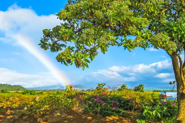 Hawaii raimbow backgorund — Stock Fotó