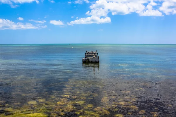 Pelicanos Key West — Fotografia de Stock