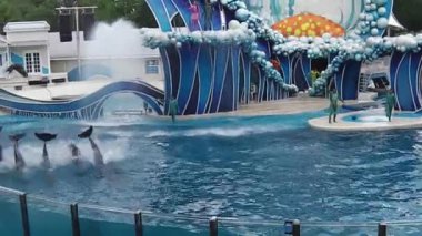 Dolphins jumping together