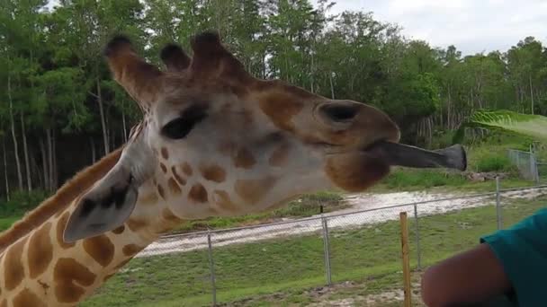 Женщина кормит жирафа — стоковое видео