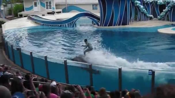 Dwa delfiny, jazda konna — Wideo stockowe