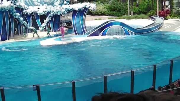 Dos delfines saltando — Vídeos de Stock