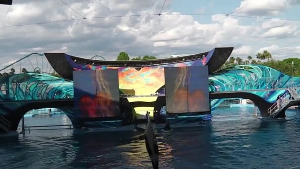 Orca 수직 점프 — 비디오