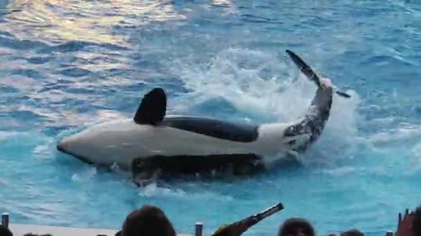 Kosatka Seaworld — Stock video