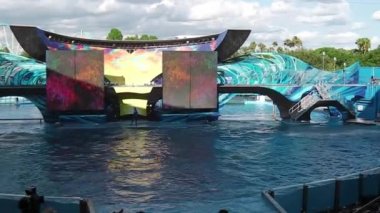 katil balinalar gösteri