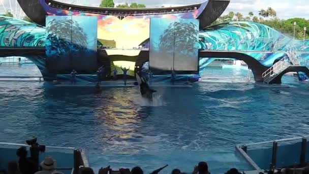 SeaWorld orka — Stockvideo