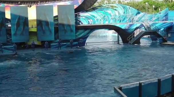 Tilikum Seaworld Orlando — Stok video