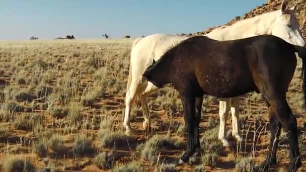 Caballos salvajes Namibia — Vídeos de Stock