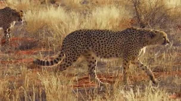 Cheetahs no deserto vermelho — Vídeo de Stock