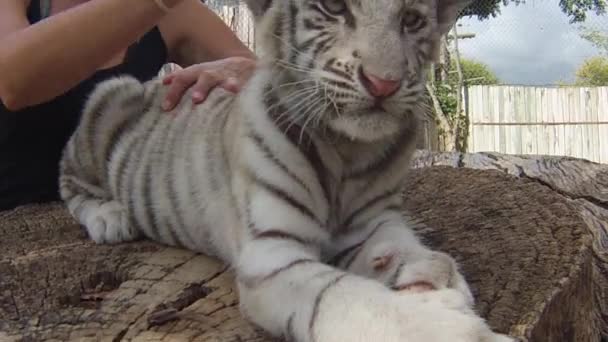 Encontro tigre branco — Vídeo de Stock