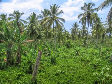 Orman avuç içi Samana Yarımadası